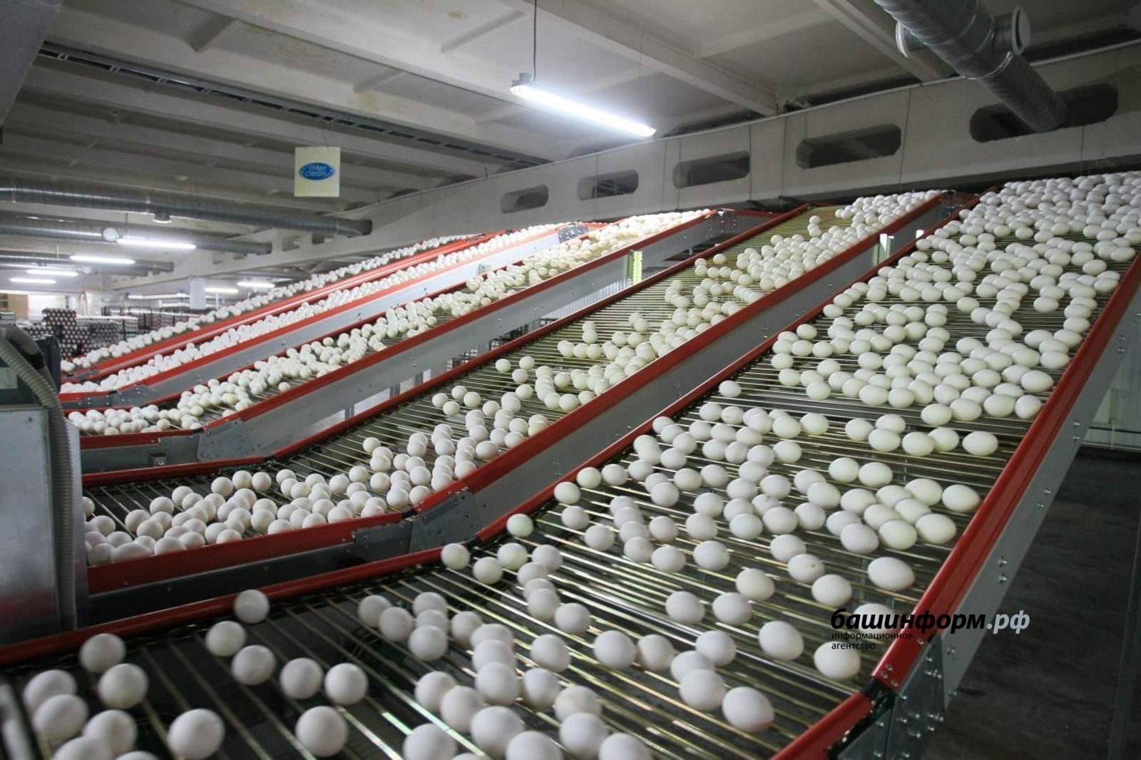 В Башкирии проверят обоснованность цен на яйца
