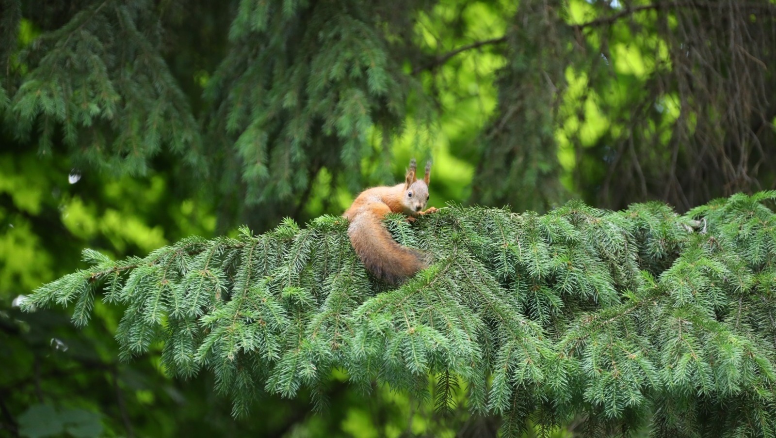 В Башкирии восстановили свыше 14 тысяч гектаров леса