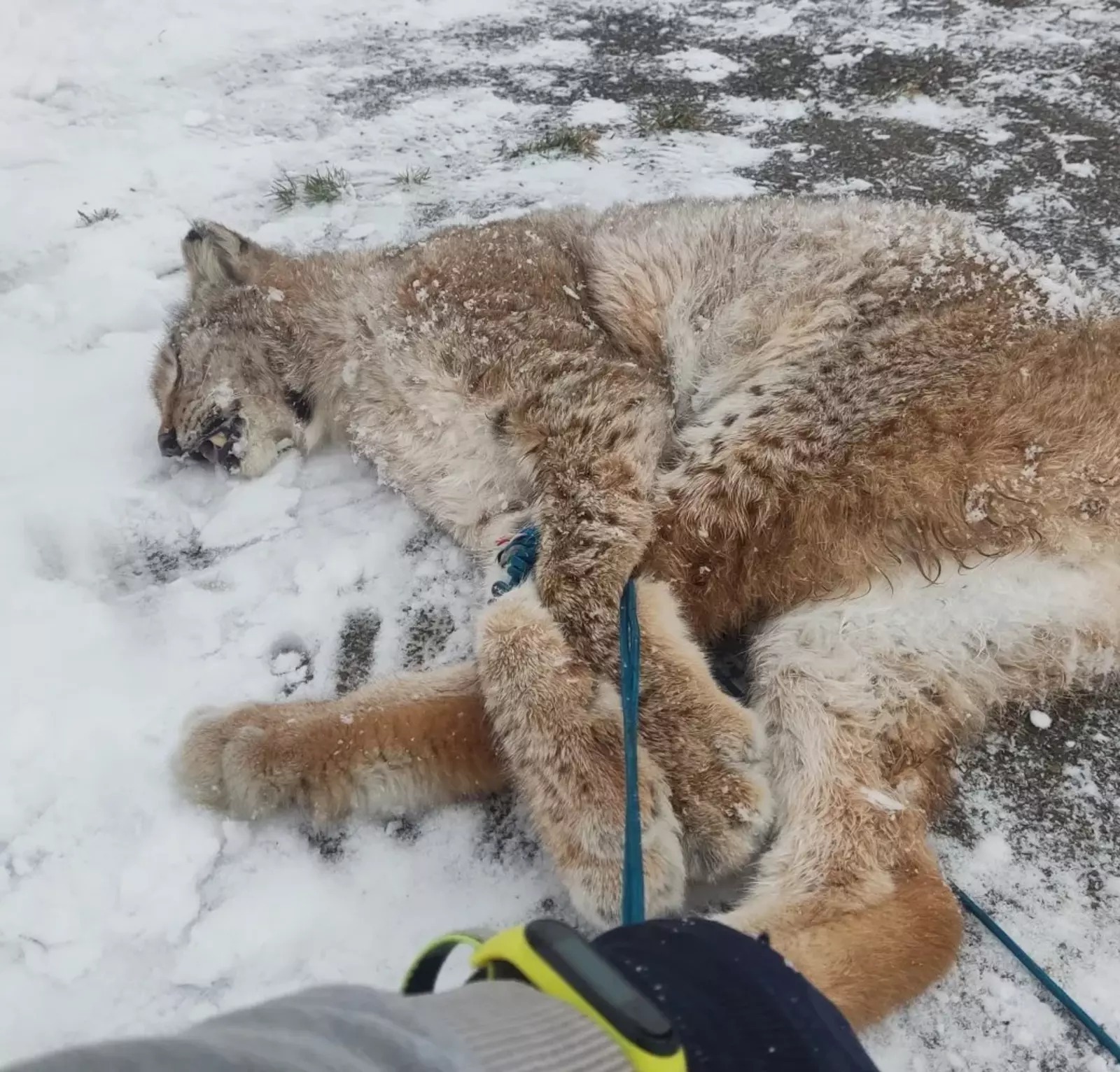 В Башкирии дикая рысь напала на девочку