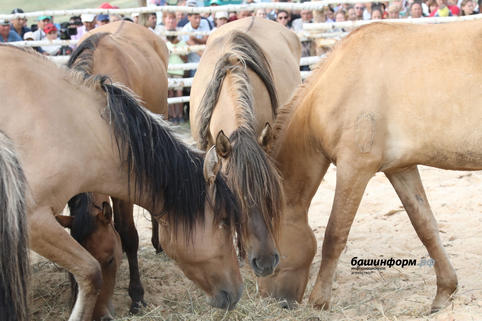 Лошадей из Челябинской области попытались увезти на убой в Казахстан