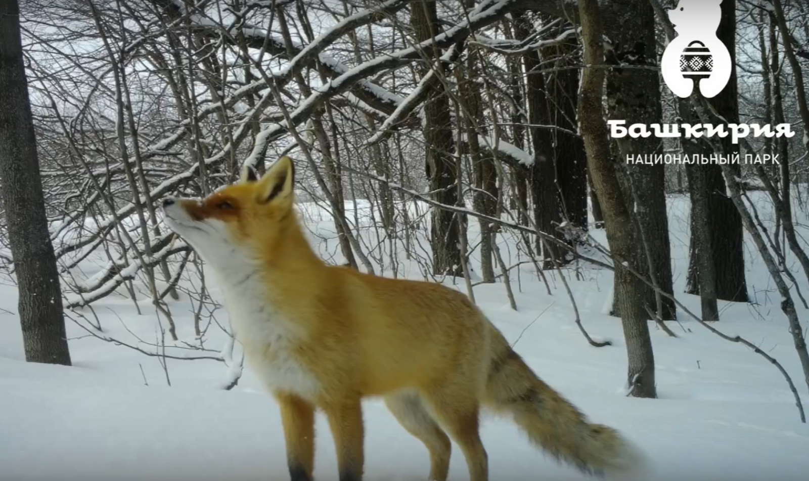 В нацпарке «Башкирия» в фотоловушку угодила рыжая красавица