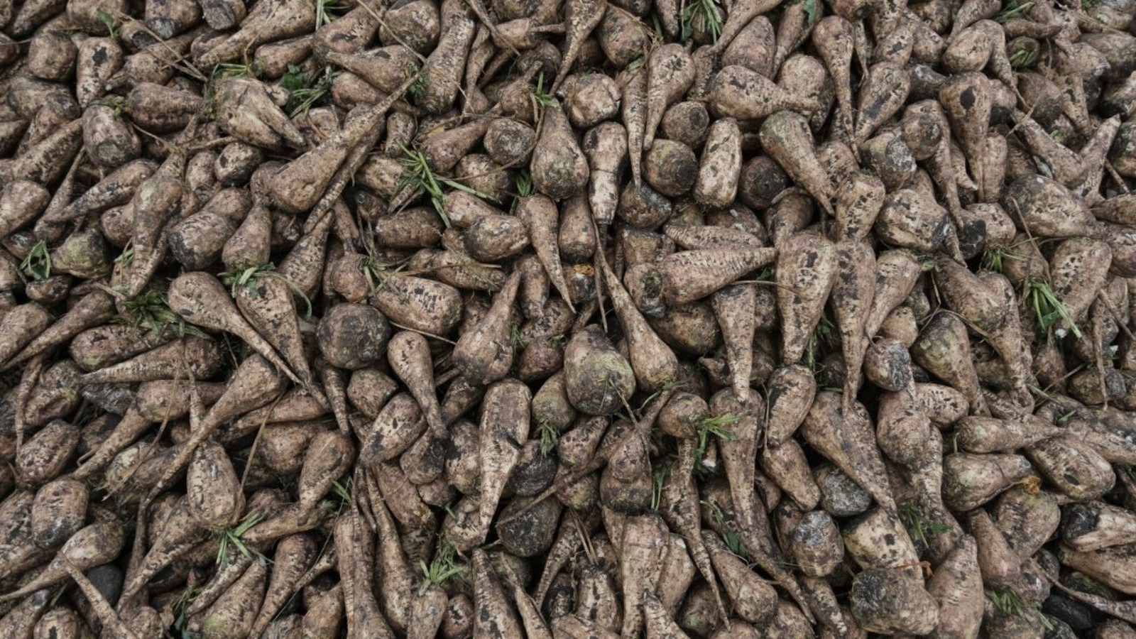 Урожайность сахарной свеклы в Башкирии достигла рекордных значений