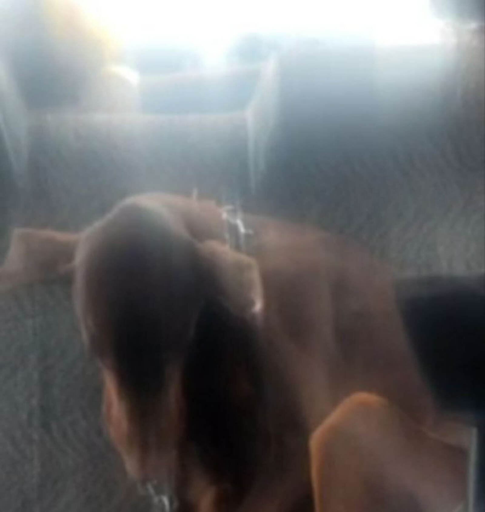 В Уфе нашли добермана, привязанного к забору и с пакетом лекарств