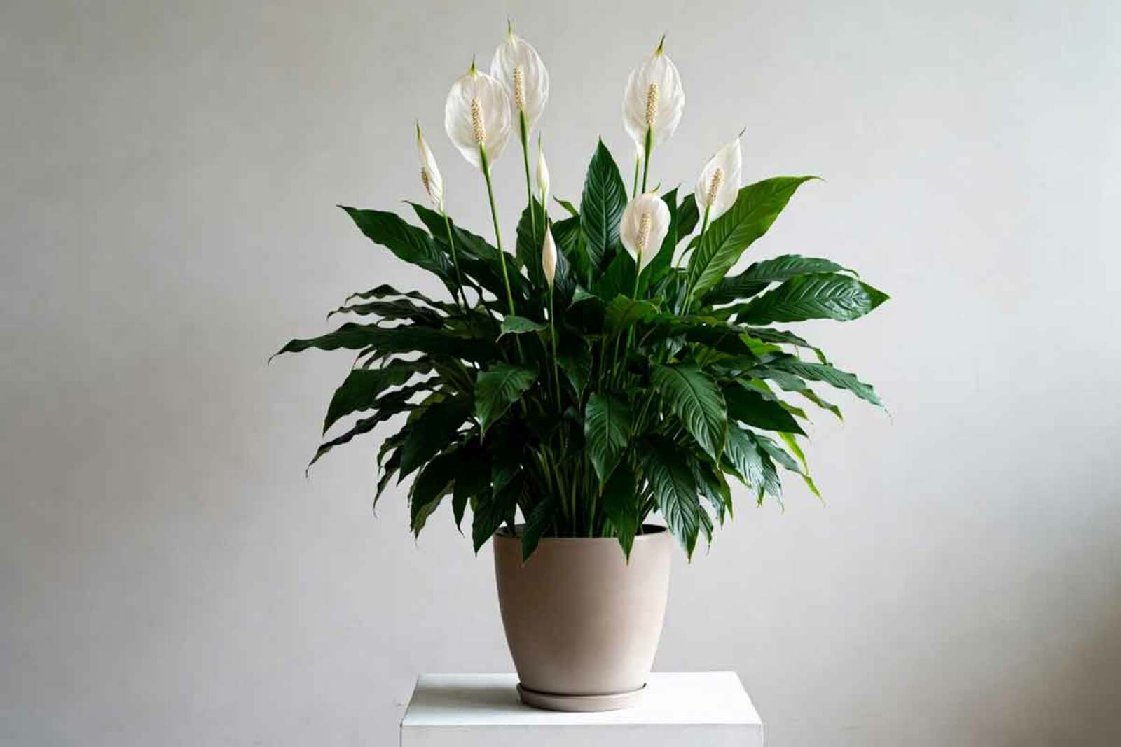 Как добиться зимнего цветения спатифиллума с помощью хурмы