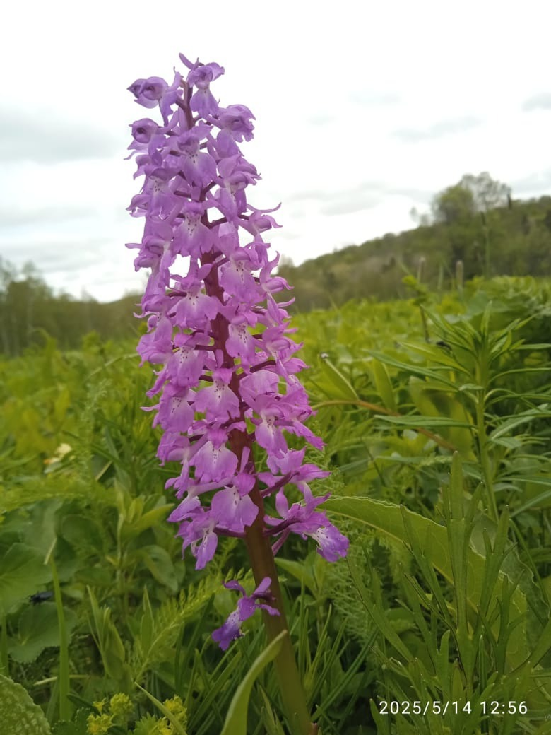 В Башкирии в заповеднике зацвела дикая орхидея