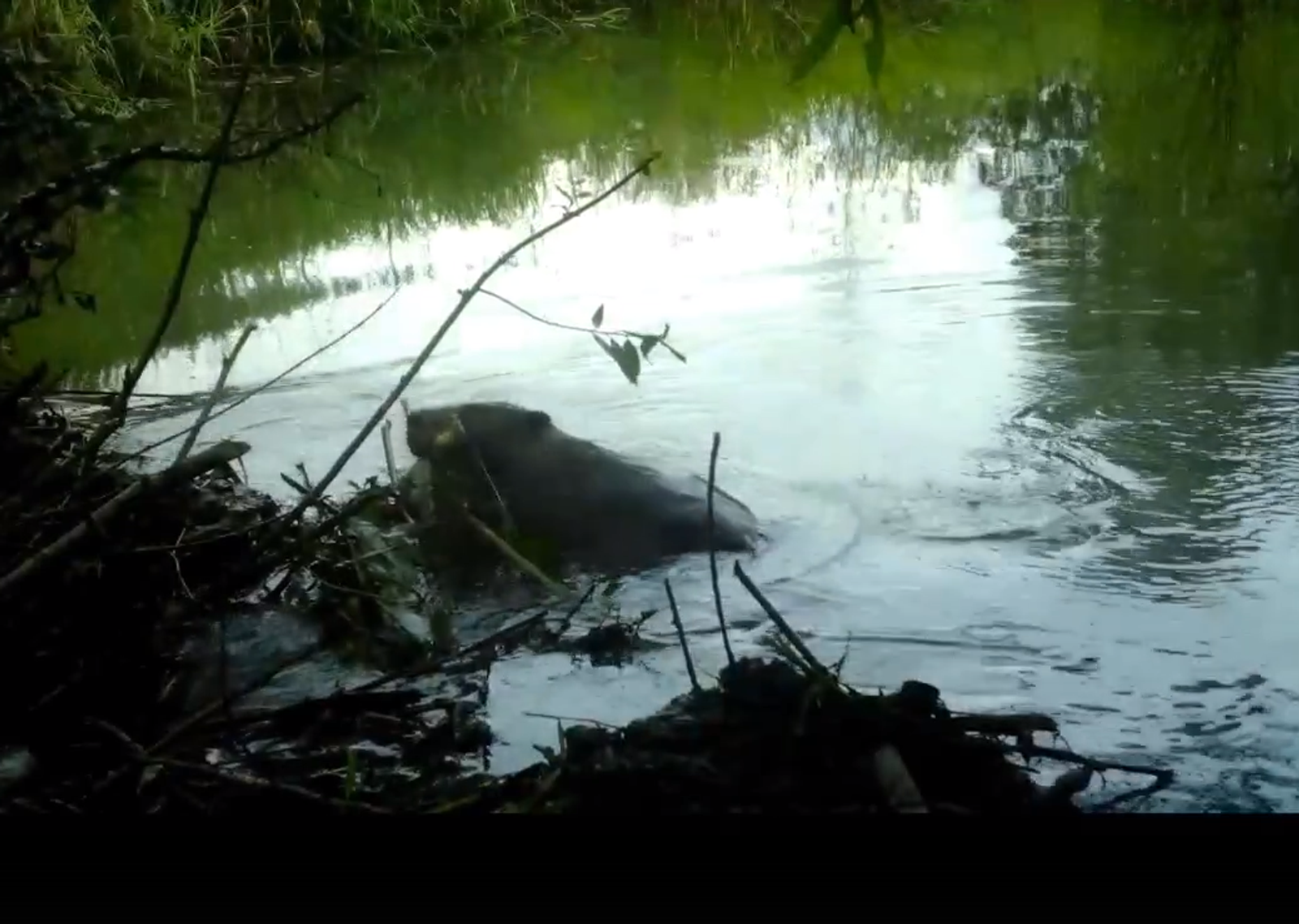 В нацпарке «Башкирия» рассказали о семейной жизни бобра Хомыча