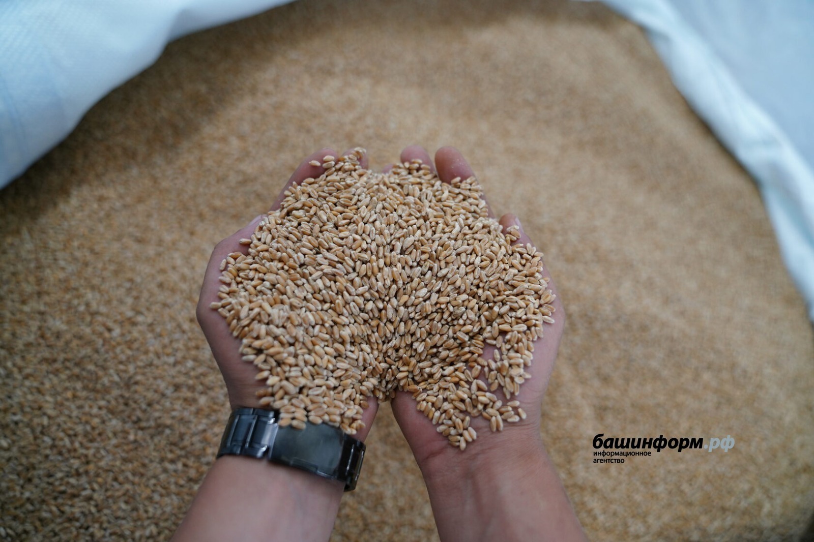 Урожай зерна в Башкирии превысил прошлогодние показатели
